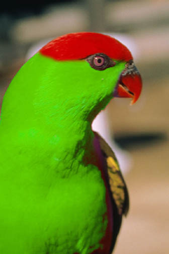 bird_rg